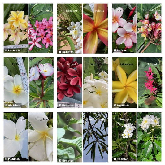 Plumeria Cutting - Hawaiian Grown Frangipani Variety - Temple Tree #2A - Perfect for Gardens and Landscapes