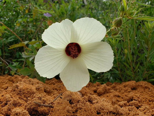 Pineland Hibiscus Seeds | 25 Seeds | Hibiscus Aculeatus | Florida Native Flowering Plant