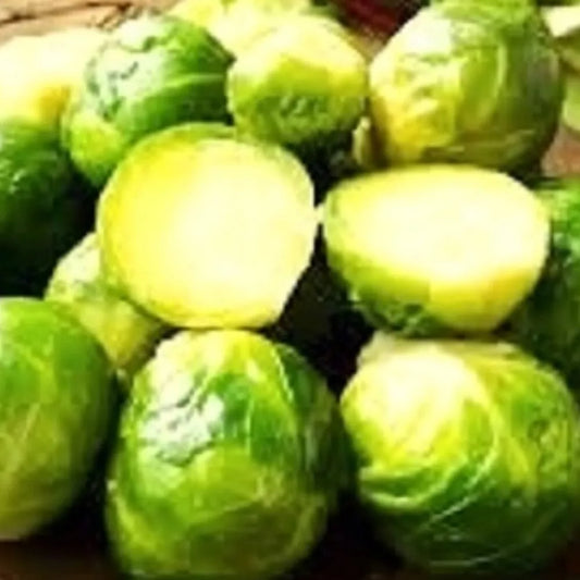 Long Island Brussels Sprout Seeds | NON-GMO Heirloom Seeds | Fresh Garden Variety | Brassica oleracea