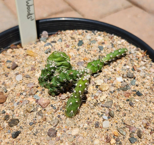 Rooted Cactus Plant - Opuntia Fragilis Brittle Prickly Pear - Lake of the Woods MN - Drought-Tolerant Succulent