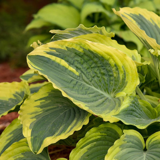 Hosta Trendsetter Perennial Shade Plant in 5.25" Pot - Well Rooted, Gorgeous Foliage, Hosta ventricosa
