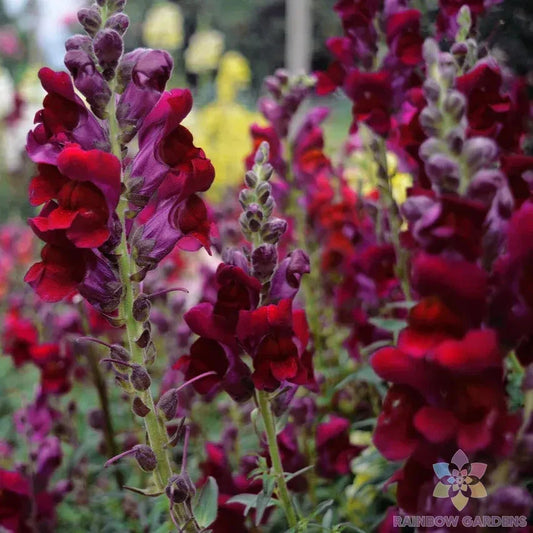 Snapdragon Seeds - 1000+ Snappy Black Prince - Antirrhinum majus - Garden Flower Seeds - USA - Free Shipping