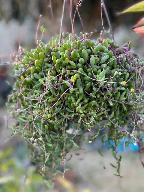 Othonna Capensis Ruby Necklace Succulent Live Plant in 4" Pot, Fully Rooted, Unique Colorful Foliage
