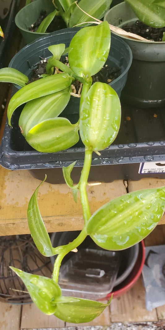Vanilla Spice Variegated Orchid Live Plant Rooted Cutting 8" Long - Vanilla planifolia