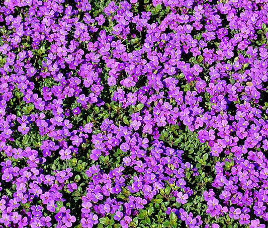 Purple Rock Cress Seeds - Bulk Aubrieta Perennial Groundcover for Gardens, Landscape, and Erosion Control