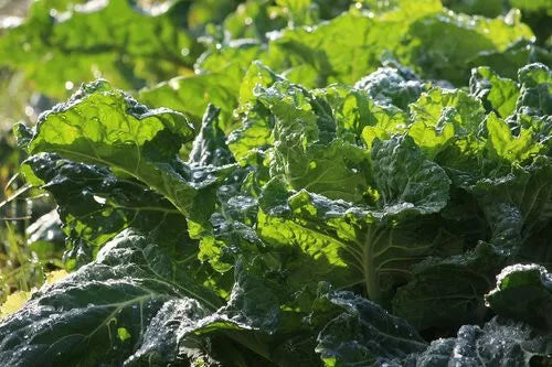 Mustard Green Seeds 500+ Heirloom Non-GMO Florida Broad Leaf Brassica juncea