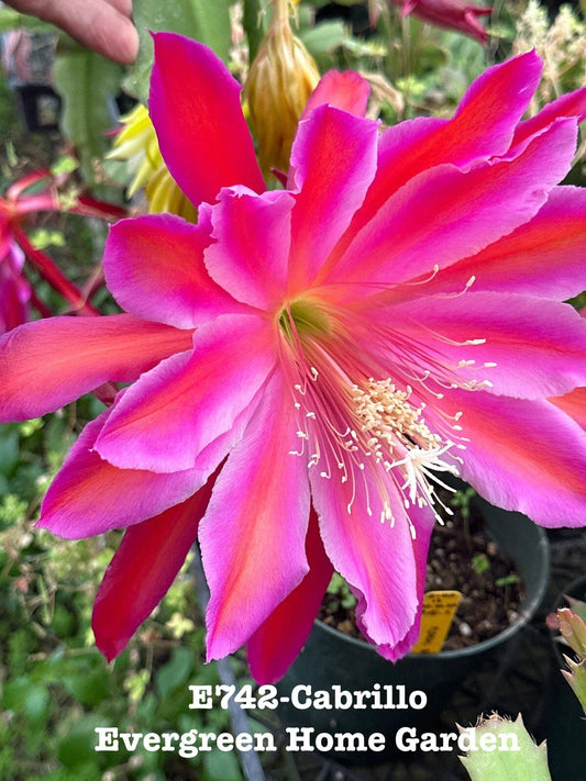 Rooted Epiphyllum Orchid Cactus 4” Starter Pot - "Cabrillo" Variety - Unique Houseplant for Indoor Gardening