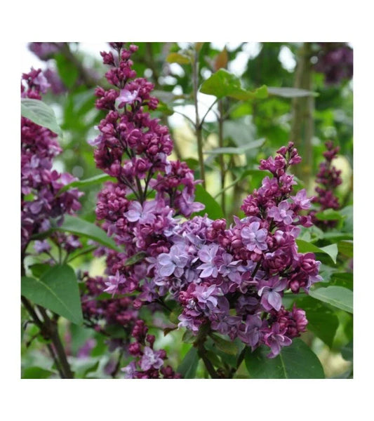 Lilac Live Plant - Adelaide Dunbar Variety - Very Fragrant Purple Flowers - Syringa vulgaris