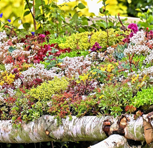 200 Sedum Seeds - Autumn Mix Succulent Ground Cover - Stonecrop (Sedum spp.)