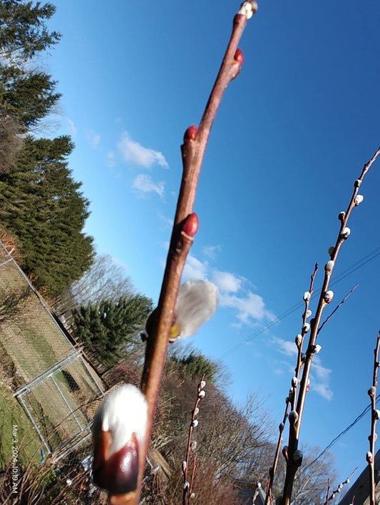Pussy Willow Tree Stems 5 Piece Lot White Salix discolor 6-7 Inch for Planting