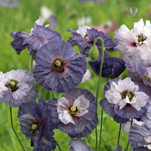 Shirley Amazing Grey Poppy Seeds - 200+ Seeds for Garden Planting - Papaver rhoeas - USA
