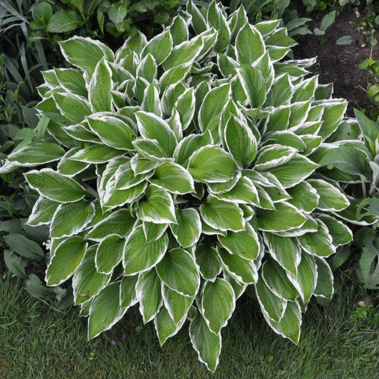 Crowned Imperial Hosta Plantain Lily Live Plant 6+ Inches - Hosta 'Crowned Imperial' with Dark Green Leaves and Lavender Flowers