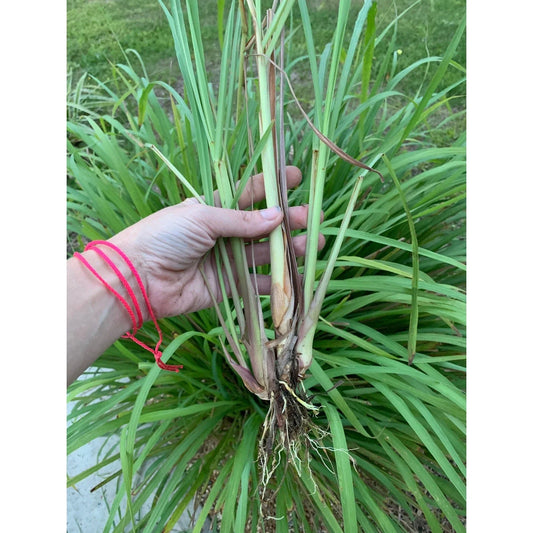 Live Rooted Lemongrass Plant Stalks - Organic, Fresh Culinary Herb - Cymbopogon citratus