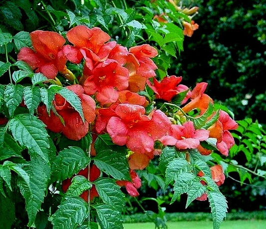 Live Plant Orange Hummingbird Trumpet Creeper Vine Starter Rooted (Campsis radicans)