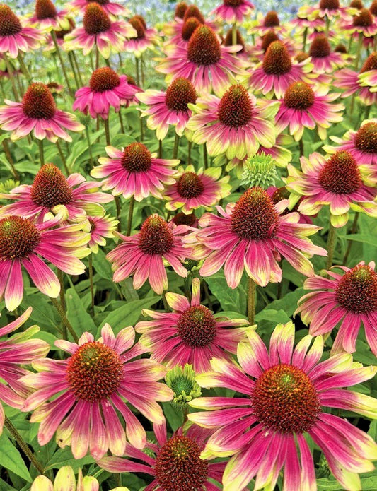 Echinacea Sweet Sandia Coneflower Starter Plants 2.25" Pot Perennial Echinacea Pollinator-Friendly Vibrant Pink Blooms