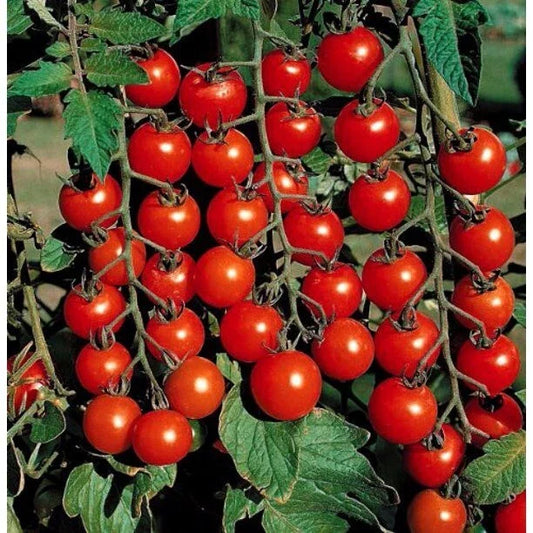 Cherry Tomato Seeds - 100+ Super Sweet Large Heirloom - Non-GMO - Rare Tomato Varieties