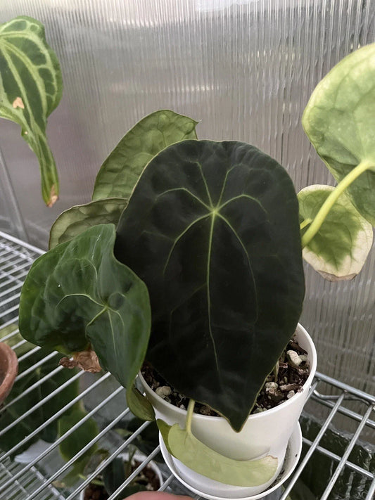 Anthurium Forgetii Dark Form Plant - Rare Aroid Variety, Tropical Houseplant