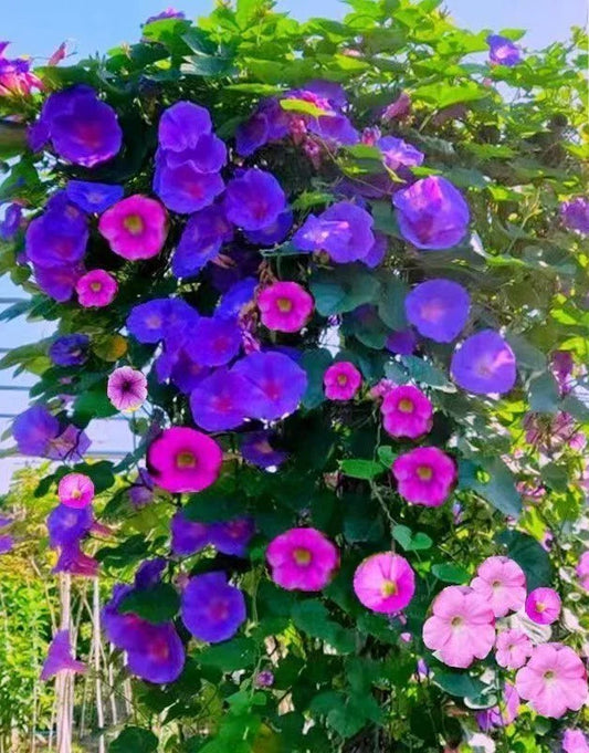 Tall Morning Glory Seeds Mix - 50+ Climbing Vine Flower Seeds for Garden - Ipomoea purpurea - USA Grown
