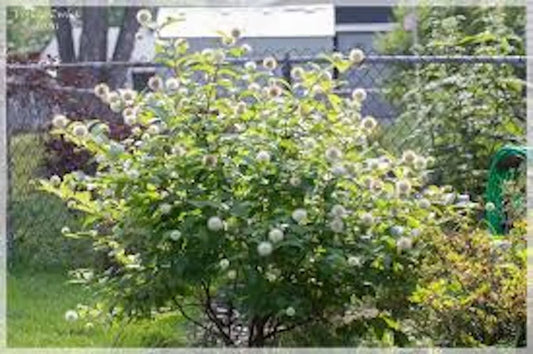 Buttonbush Plant 12-18in Live Bare Root Native Cephalanthus occidentalis for Wet Soils, Rain Gardens, and Woodland Gardens