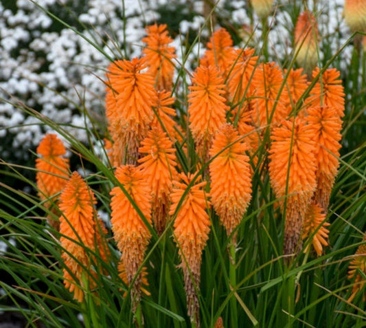 Orange Blaze Poker Plant - 4" Pot - Kniphofia uvaria - Vibrant Orange Flowers for Garden and Landscape