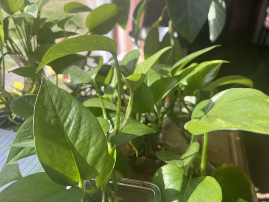 Pothos Plant - Organic Healthy Vibrant Green - Epipremnum aureum