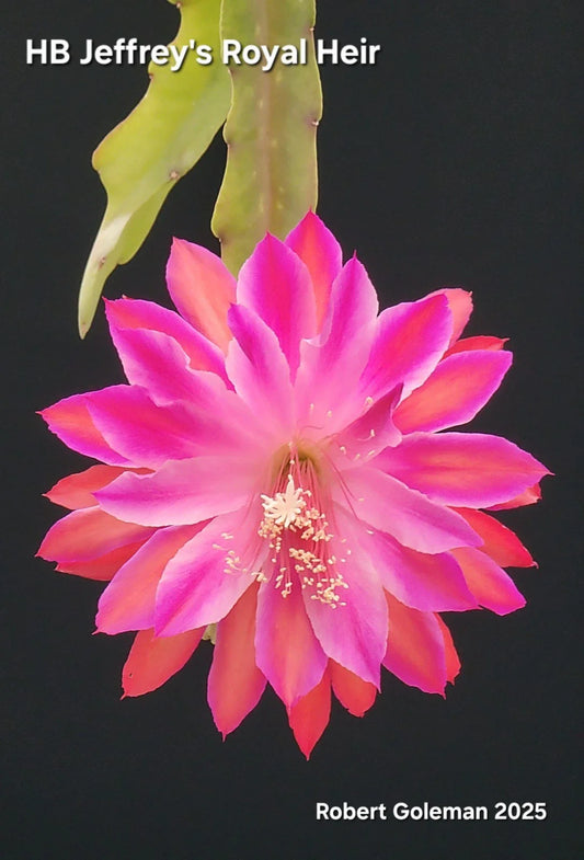 Epiphyllum Cutting - Unrooted HB Jeffrey's Royal Heir - Unique Cactus Plant Propagation - Epiphyllum spp.