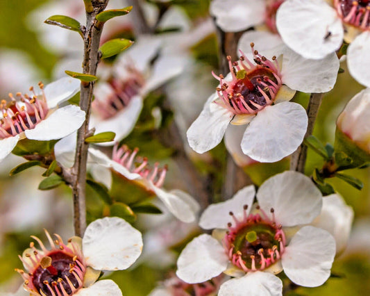 Manuka Tea Tree Seeds - 100+ Medicinal Seeds for Tea Bush, Honey Production, Leptospermum scoparium, USA Seller