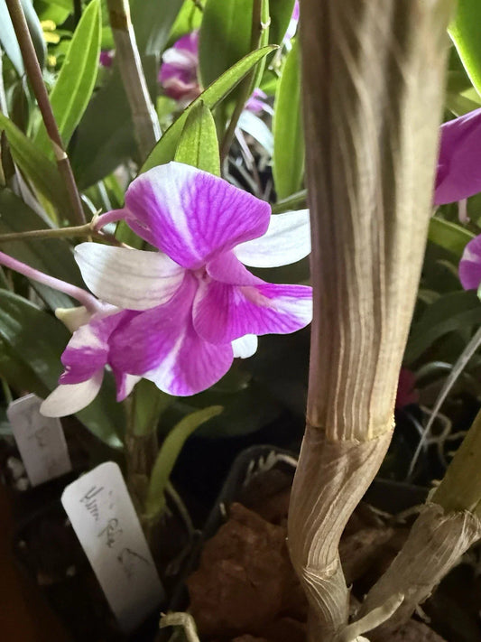 Dendrobium Orchid Plant Mix - 3 Rooted Stems, No Pot - Colorful Dendrobium Varieties for Home Decor and Gardens