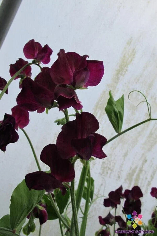 Montpellier Sweet Pea Seeds - 50+ Pack for Garden Planting - USA - Lathyrus odoratus
