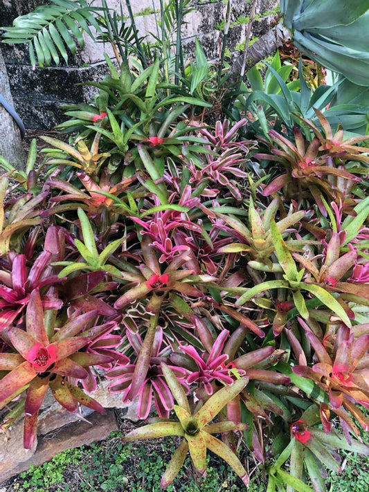 Tropical Bromeliads Plant Collection - 5 Neoregelia, Billbergia, Aechmea Varieties - Perfect for Home Decor
