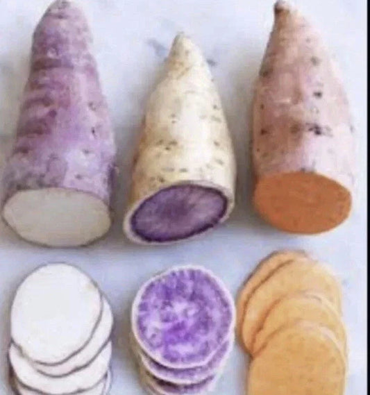 Sweet Potato Slips - 15 Slips Red Japanese, Okinawa, Beauregard - Ipomoea batatas