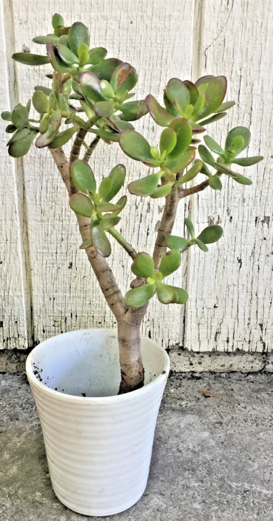 Big Jade Plant 12-16” Tall, Live Succulent Crassula ovata, Real Tree Rooted