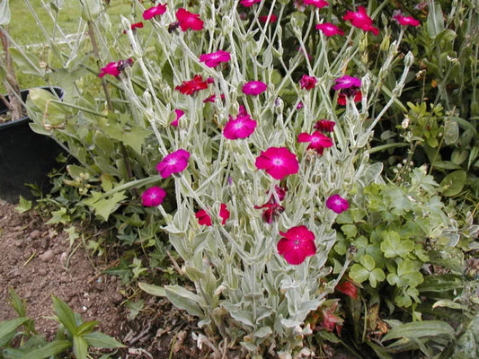 Rose Campion Seeds - 150 Seeds - Pink Perennial - Lychnis coronaria - Buy Any 15 = Ships Free