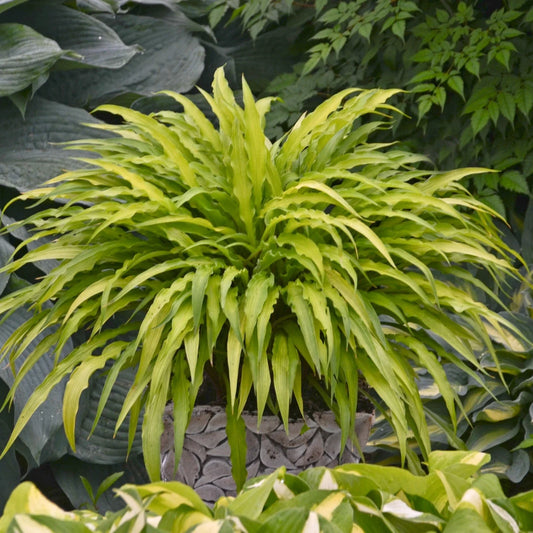 Hosta Curly Fries Perennial Plant - 5.25" Pot - Unique Curly Leaves - Shade Tolerant - Well Rooted