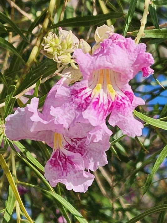 Desert Willow Tree Seeds - 40+ Pink Flowering, Fragrant Chilopsis linearis - Ideal for Gardens and Landscapes