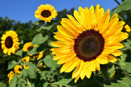 Sunflower Seeds 50 Pcs Pack - Huge Tall Peredovik Black Oil Sunflower (Helianthus annuus) for Planting