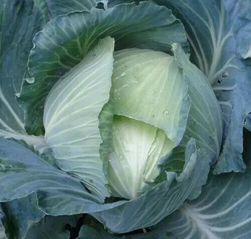 Late Flat Dutch Cabbage Seeds 300+ Heirloom Culinary Garden Favorites Brassica oleracea