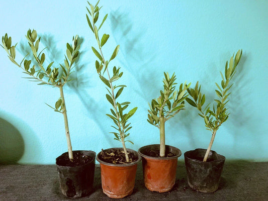 Olive Tree Live Plants - 6 to 12 in Fully Rooted Cuttings - Olea Europaea - Indoor/Outdoor Gardening