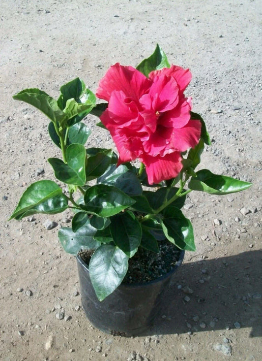 Diamond Head Hibiscus Starter Plant - Small Rooted - Hibiscus Rosa-sinensis - Tropical Flowering Plant