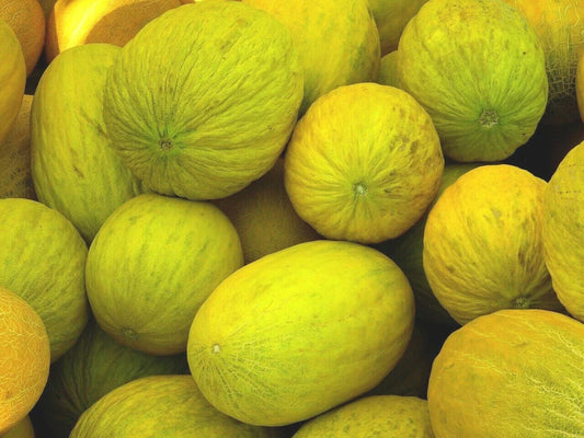 Crenshaw Melon Seeds 50+ Heirloom Cantaloupe NON-GMO USA - Fruit Seeds for Home Garden (Cucumis melo)