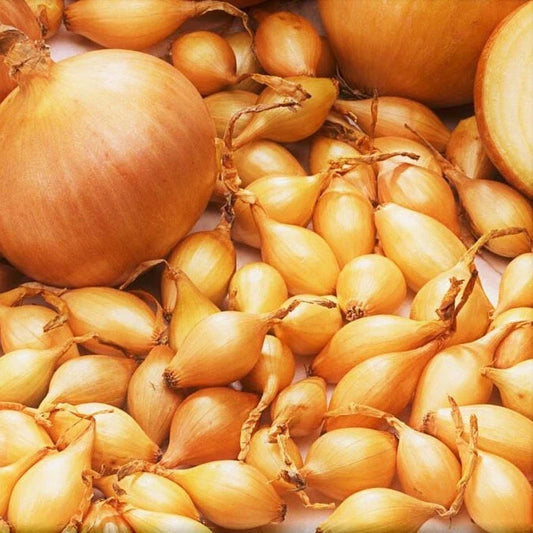 Spanish Globe Onion Sets - Long Day Yellow Sweet Bulbs - Allium cepa - Fast Shipping 2025