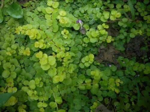 Creeping Jenny Live Starter Plant 15 Bare Root Ground Cover (Lysimachia nummularia) - Excellent for Gardens