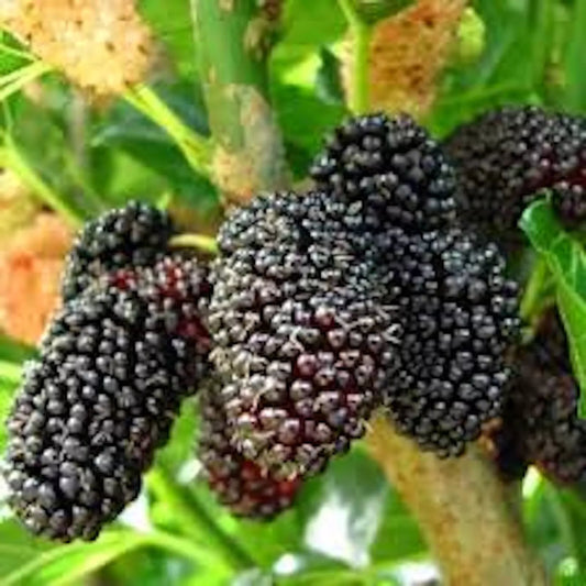 Dwarf Mulberry Tree Starter Plants - 10 Bare Root Everbearing Morus nigra - Edible Fruit, Cold Hardy, Self-Pollinating