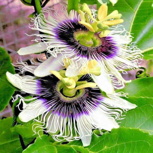 Purple Passion Flower Vine Seeds - Granadilla Variety - Passiflora edulis - Garden Fruit Plant for Home Gardening