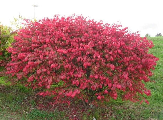 Dwarf Burning Bush Sapling - 3 Bare Root Hardy Shrubs for Privacy Hedge - Euonymus alatus