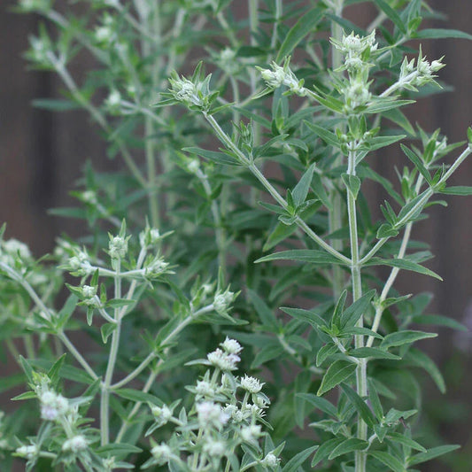 Mountain Mint Seeds - 1000 Pack - Pycnanthemum pilosum - Aromatic Herb for Gardens and Landscaping