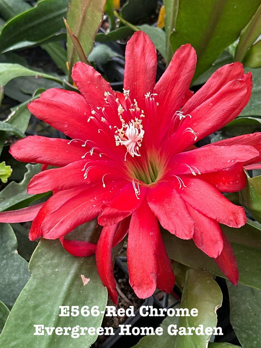 Epiphyllum Orchid Cactus 4” Starter Pot Red Chrome - Exotic Houseplant, Tropical Succulent, Easy Care Cactus