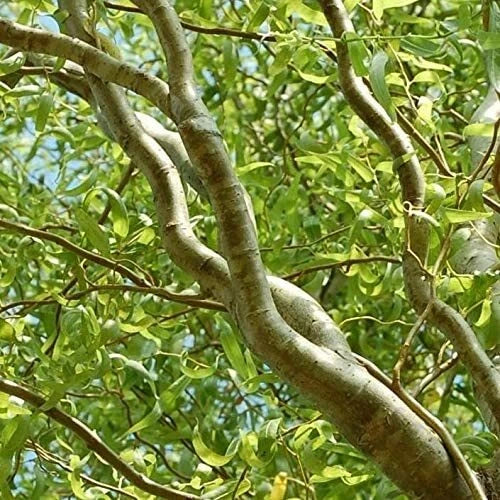 Curly Willow Trees - 4 Pack - Fast Growing Exotic Bonsai - Salix matsudana