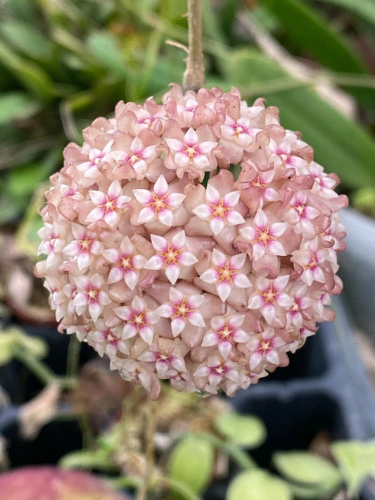 Hoya Plant in 2.5" Pot, Hoya parasitica 'Pink', Rooted Indoor Plant, Succulent Houseplant, Easy Care Greenery