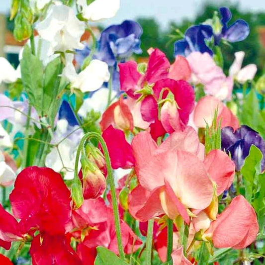 Sweet Pea Seeds | Early Multiflora Mix | NON-GMO Heirloom | Fresh Garden Seeds | Lathyrus odoratus